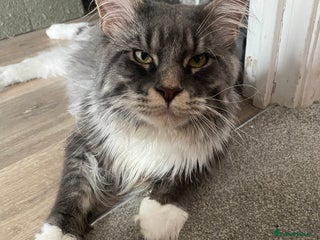 Maine Coon cats - Advert 3