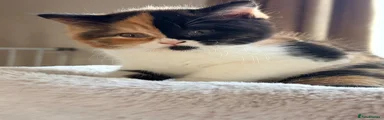 British Shorthair calico female