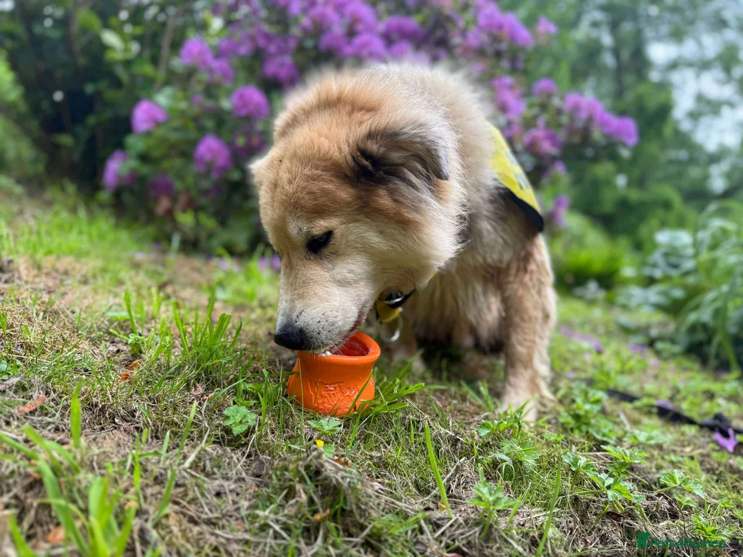 Mixed Breed dogs for adoption: Meet Paddy, currently residing in Cheshire  in Nantwich - Advert 26