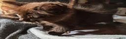 Ragdoll cats for sale: Pair of Ragdoll/Tabby Kittens ..... Bear & Tia  - Advert 4