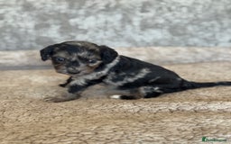 Cockapoo dogs for sale: BEAUTIFUL MERLE COCKER POO PUPPIES, HEALTH TESTED - Image 9
