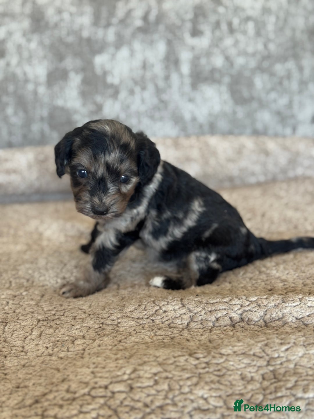 Cockapoo dogs for sale: BEAUTIFUL MERLE COCKER POO PUPPIES, HEALTH TESTED - Image 9