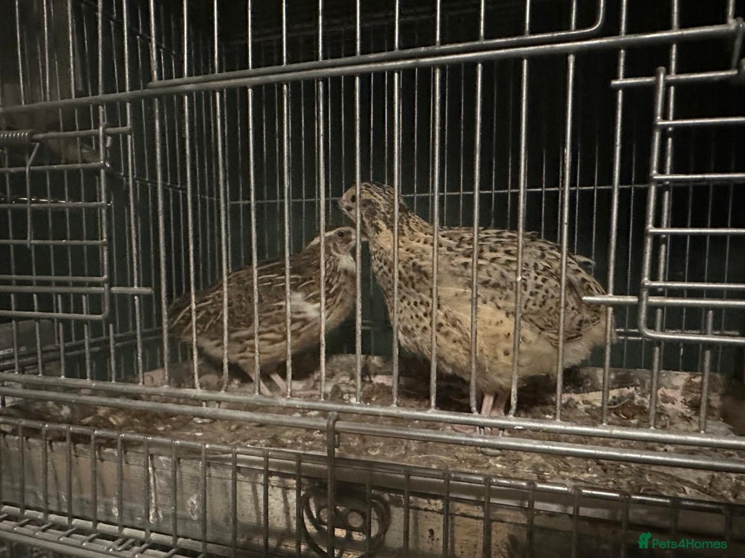 Quail poultry for sale: Quail for sale - Image 2