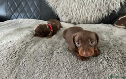 Miniature Dachshund dogs for sale: Miniature dash - Image 16