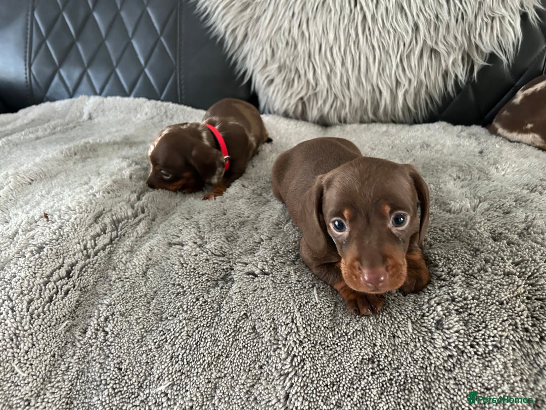 Miniature Dachshund dogs for sale: Miniature dash - Image 16