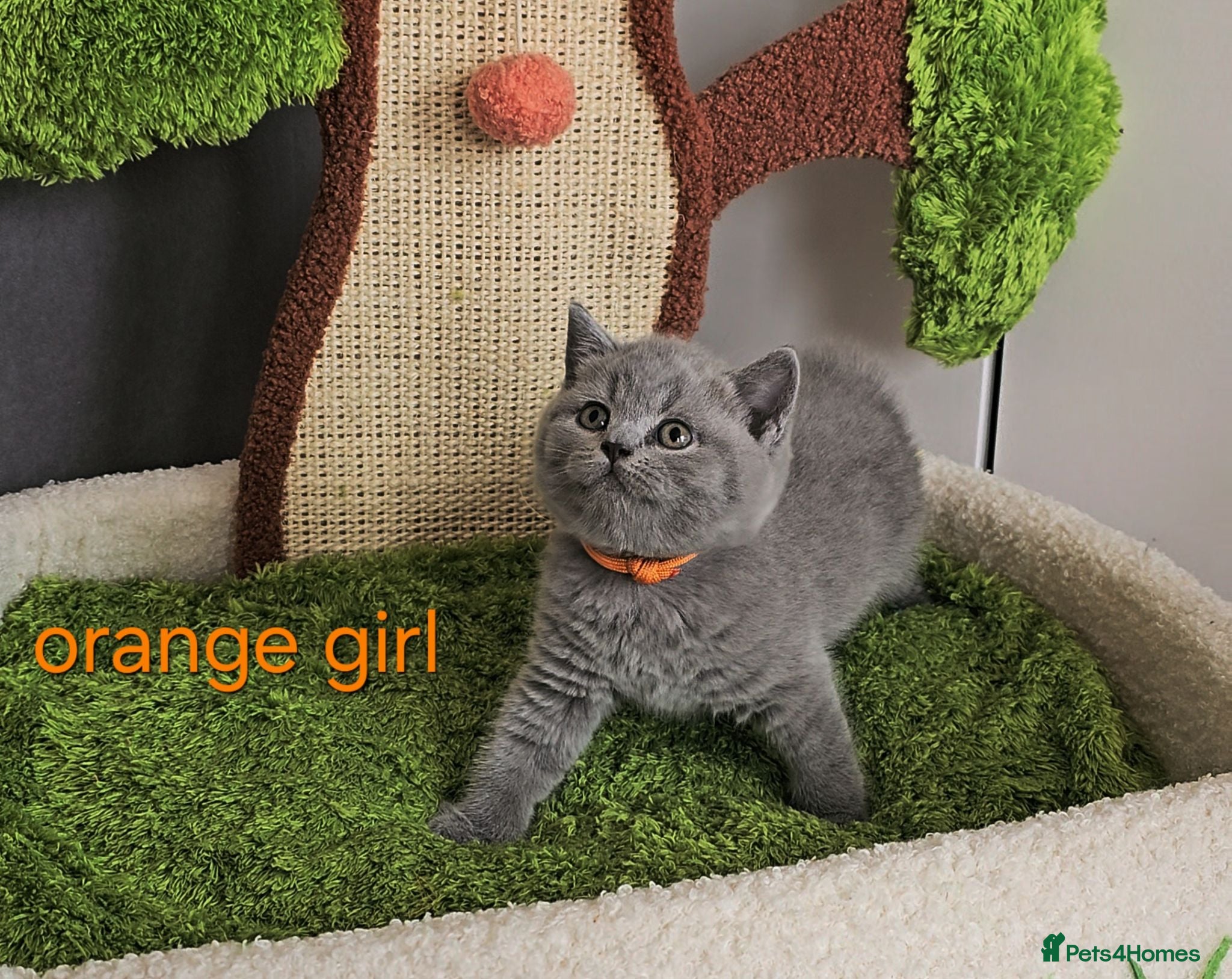 British Shorthair cats British Shorthair kitten - Advert 2