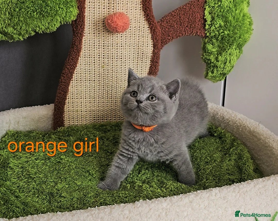 British Shorthair cats for sale: British Shorthair kitten - Advert 1