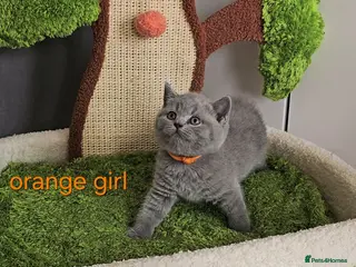 British Shorthair cats British Shorthair kitten - Advert 3
