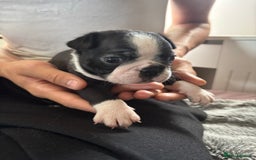 Boston Terrier dogs for sale: KC Registered 🐕❤️🏠 Puupy 🐕💙🏠Boston Terrier  - Image 12