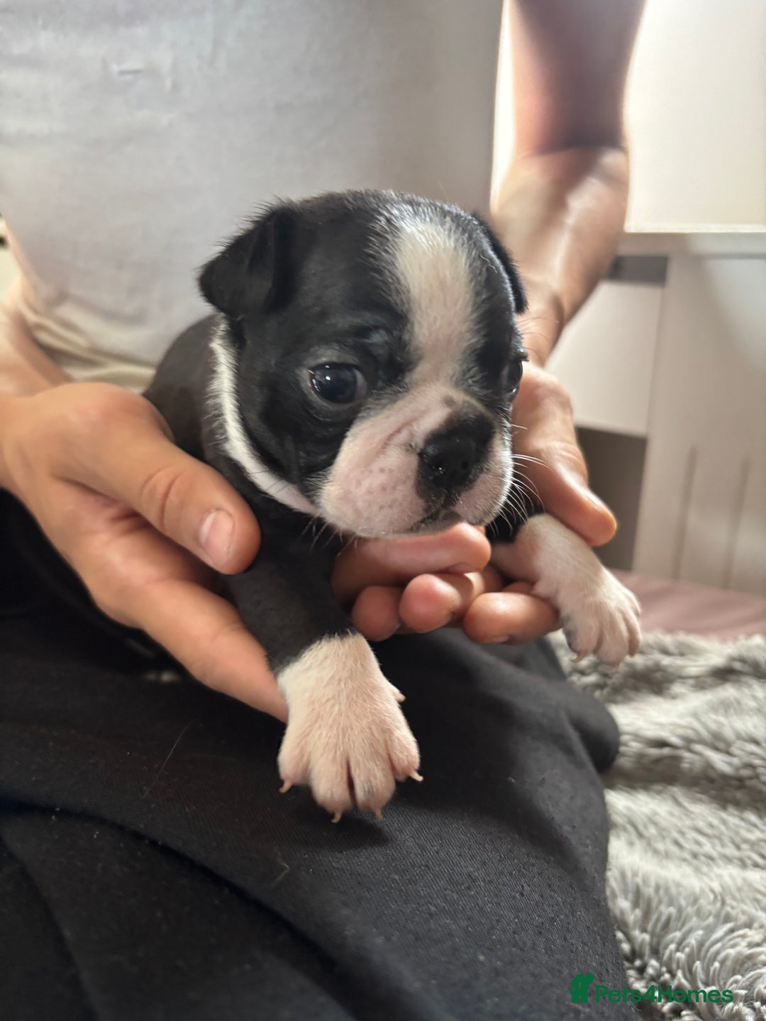 Boston Terrier dogs for sale: KC Registered 🐕❤️🏠 Puupy 🐕💙🏠Boston Terrier  - Image 12