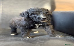 Mixed Breed dogs for sale: f1 St Berdoodle Pups - Image 7