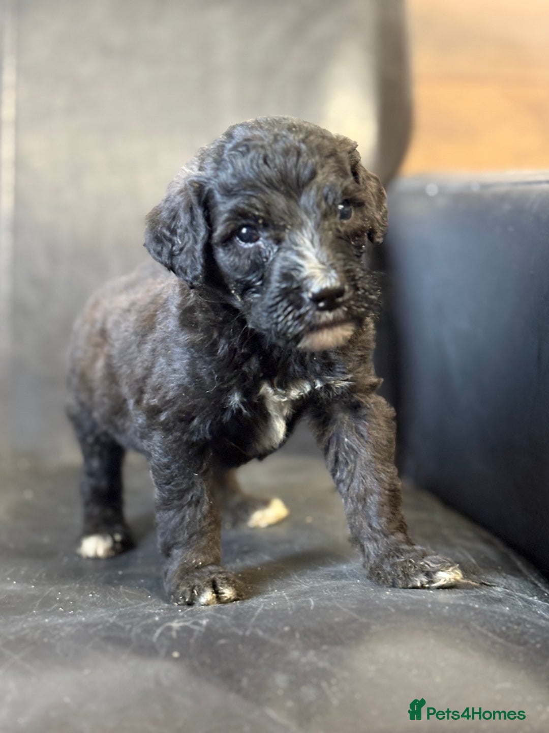 Mixed Breed dogs for sale: f1 St Berdoodle Pups - Image 7