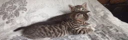 Siberian cats for sale: 4 kittens for sale - Advert 26