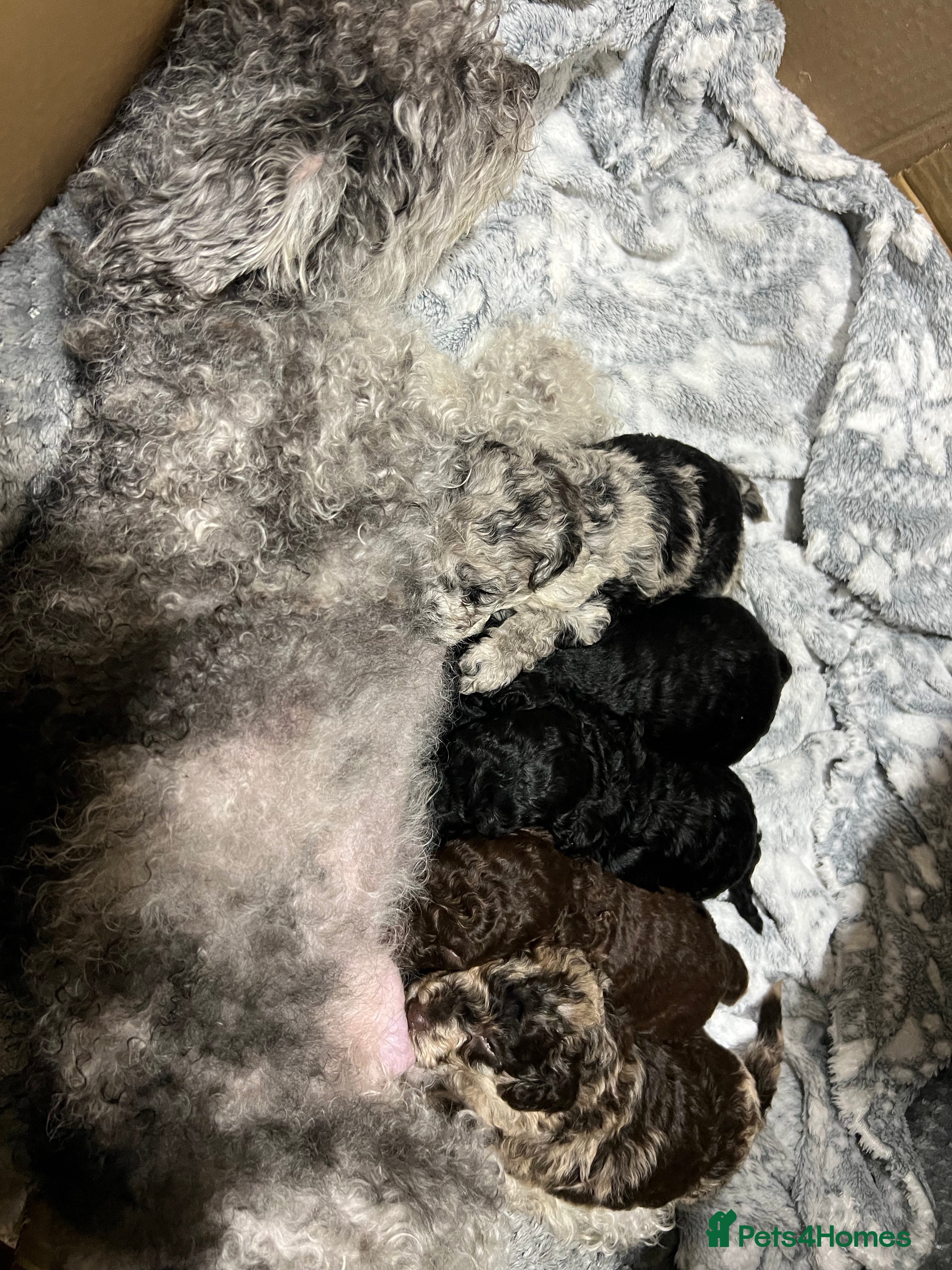 Toy Poodle dogs Gorgeous toypoodles - Advert 18