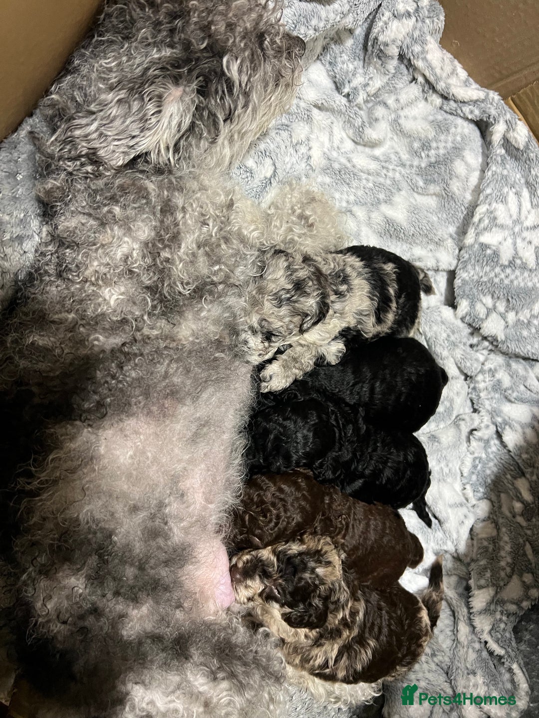 Toy Poodle dogs for sale: Gorgeous toypoodles - Image 1