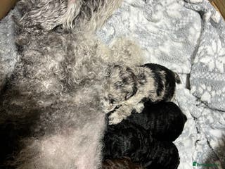 Toy Poodle dogs Gorgeous toypoodles - Advert 7