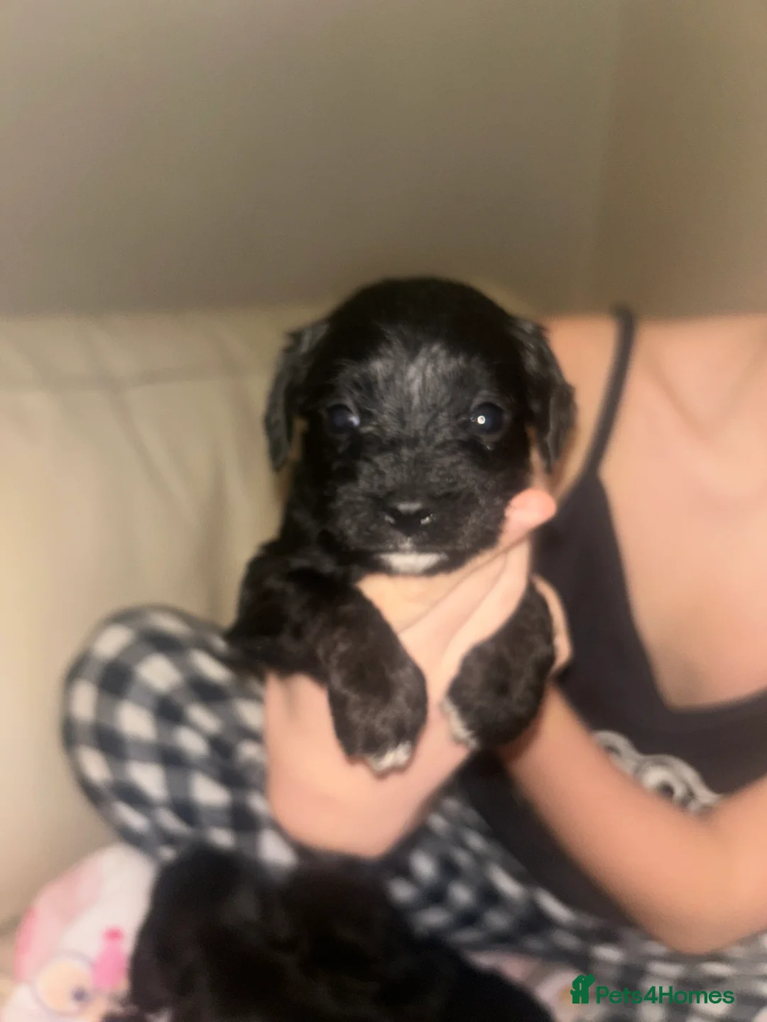 Mixed Breed dogs for sale: Schnoodles - Advert 2