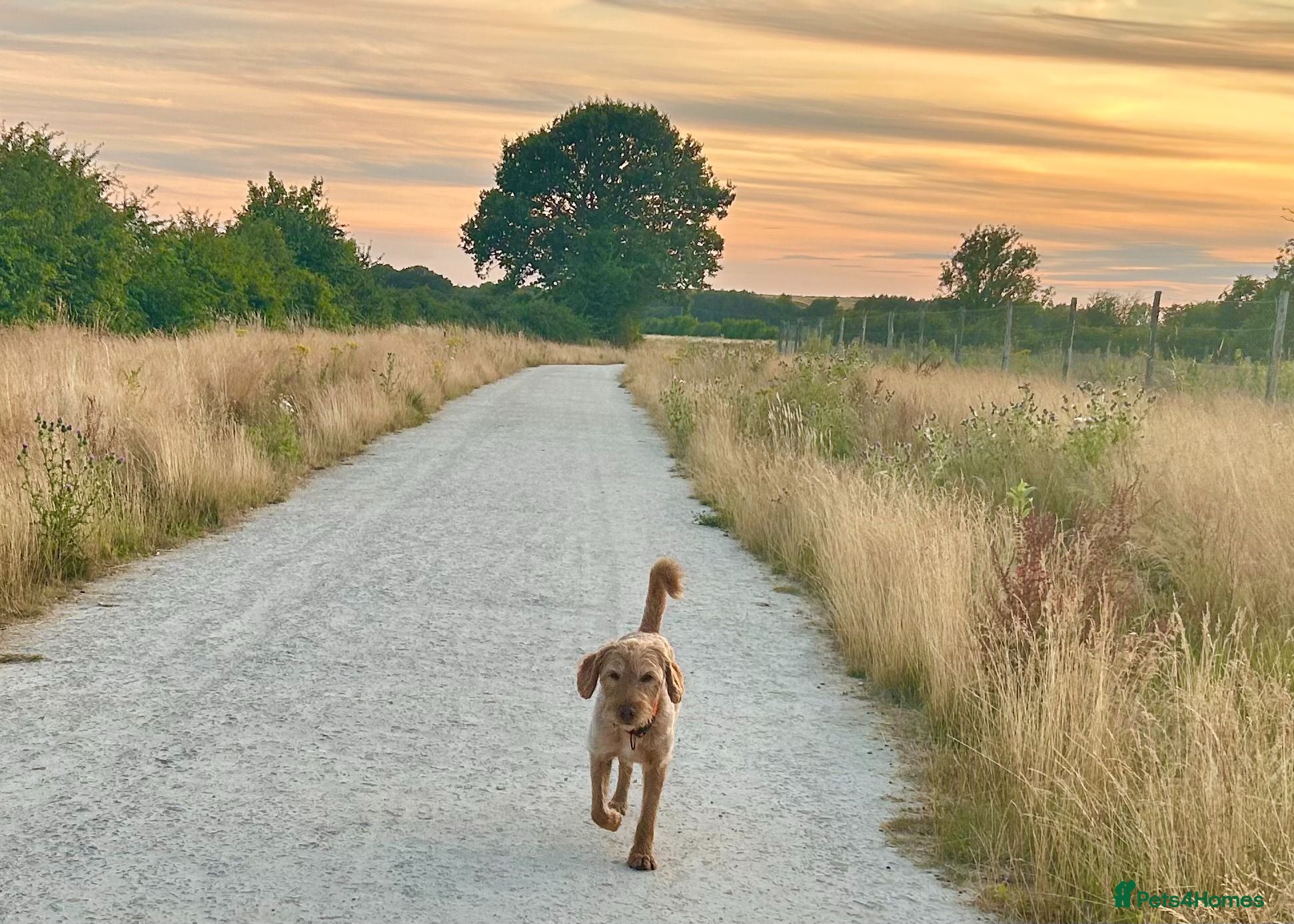 Labradoodle dogs Four year old labradoodle - Advert 1