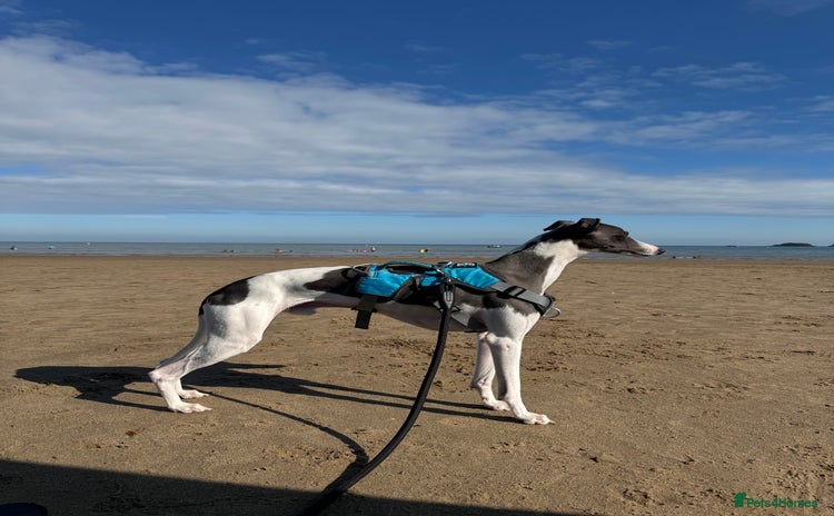 Whippet dogs - Advert 3