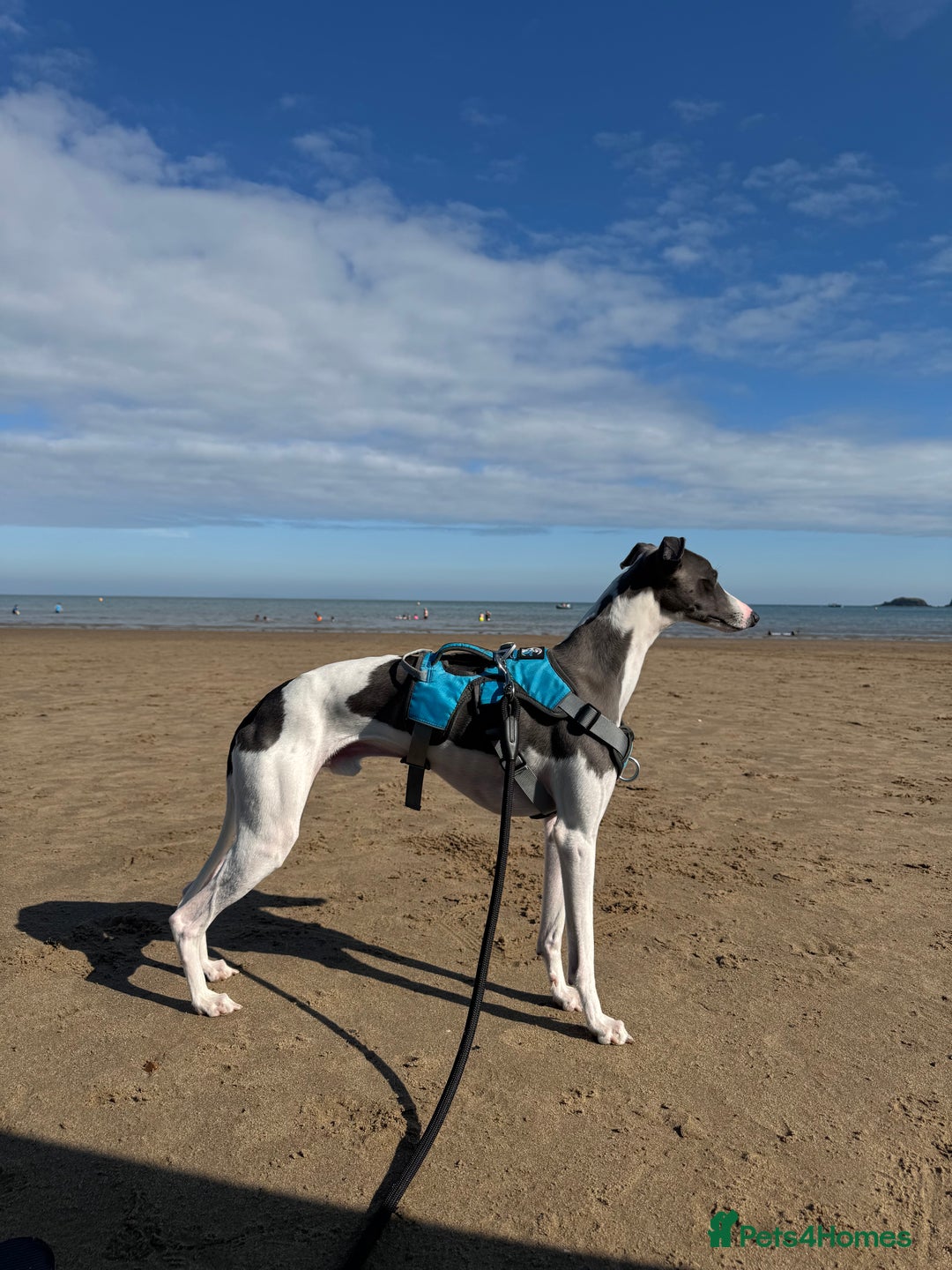 Whippet dogs for stud: Stunning Whippet Stud - KC Registered - Advert 1