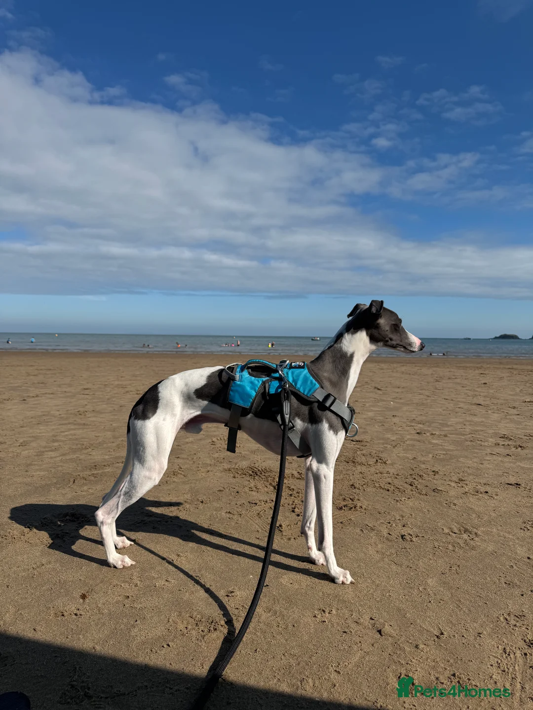 Whippet dogs for stud: Stunning Whippet Stud - KC Registered - Advert 1