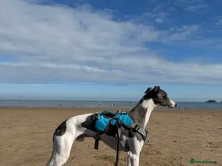 Whippet dogs Stunning Whippet Stud - KC Registered - Advert 3