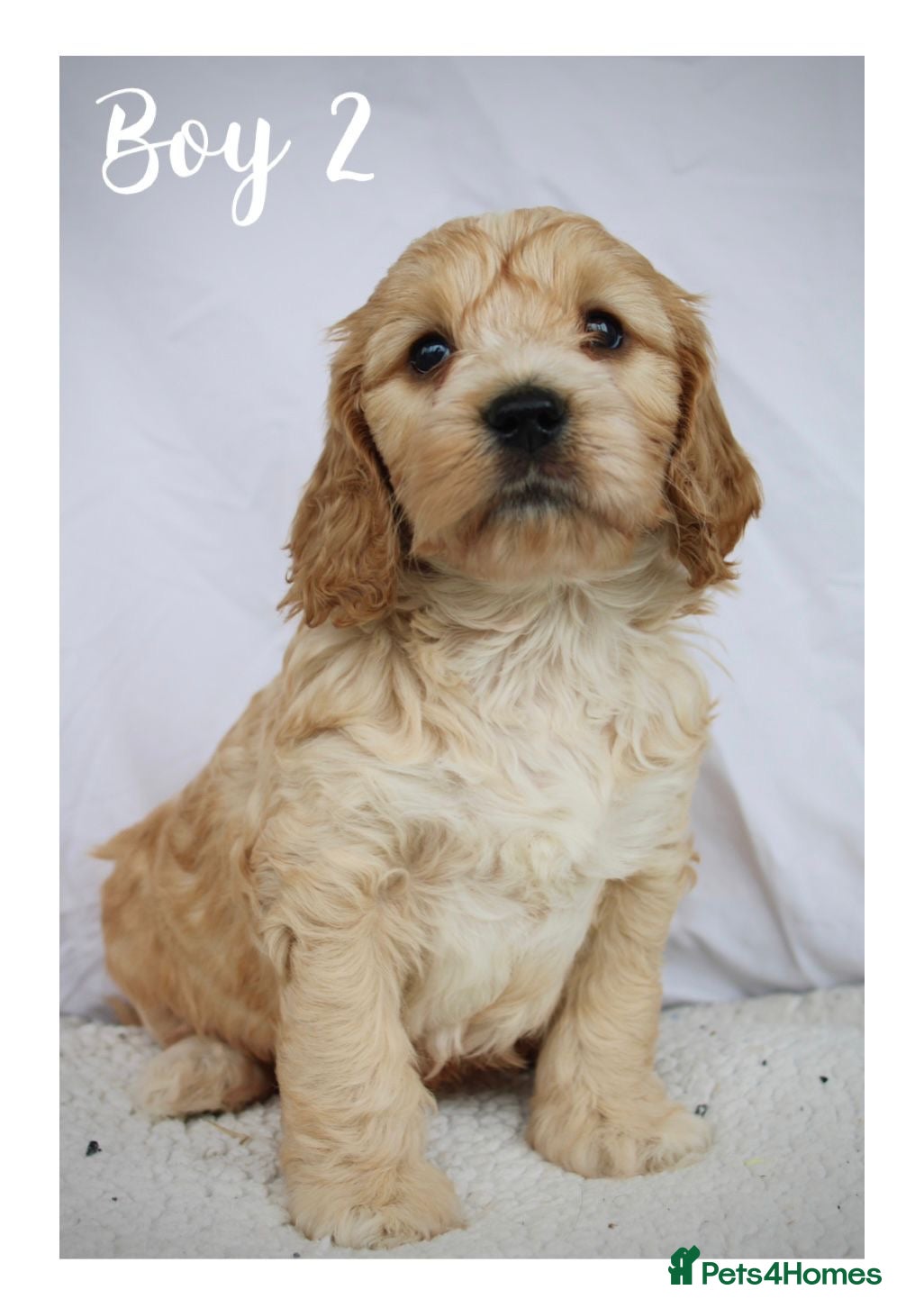Cockapoo dogs Gorgeous F1 Cockapoo puppies  - Advert 1