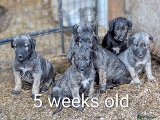 Irish Wolfhound dogs Wolfhound/Deerhound Pups - Advert 4