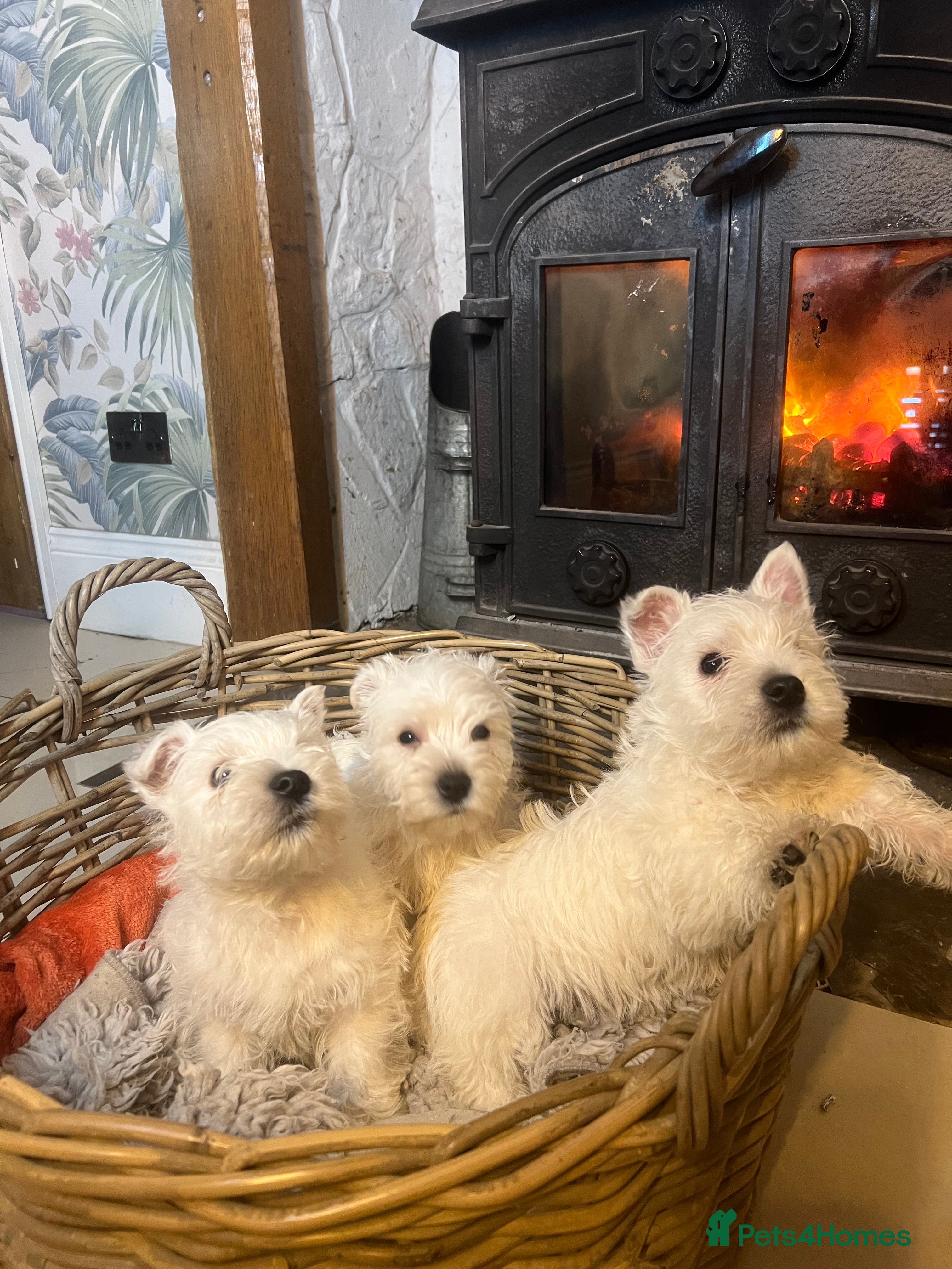 West Highland Terrier dogs Westie puppies for sale - Advert 2