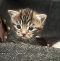 Mixed Breed cats - Advert 1