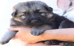 German Shepherd dogs for sale: Adorable GSD pups, straight back line, KC reg - Image 24