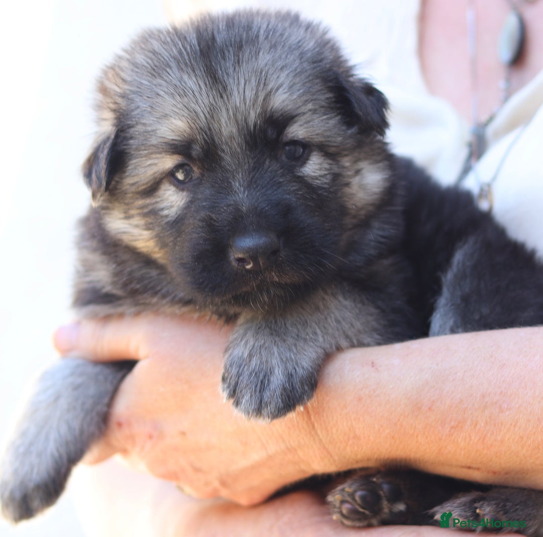 German Shepherd dogs for sale: Adorable GSD pups, straight back line, KC reg - Image 24