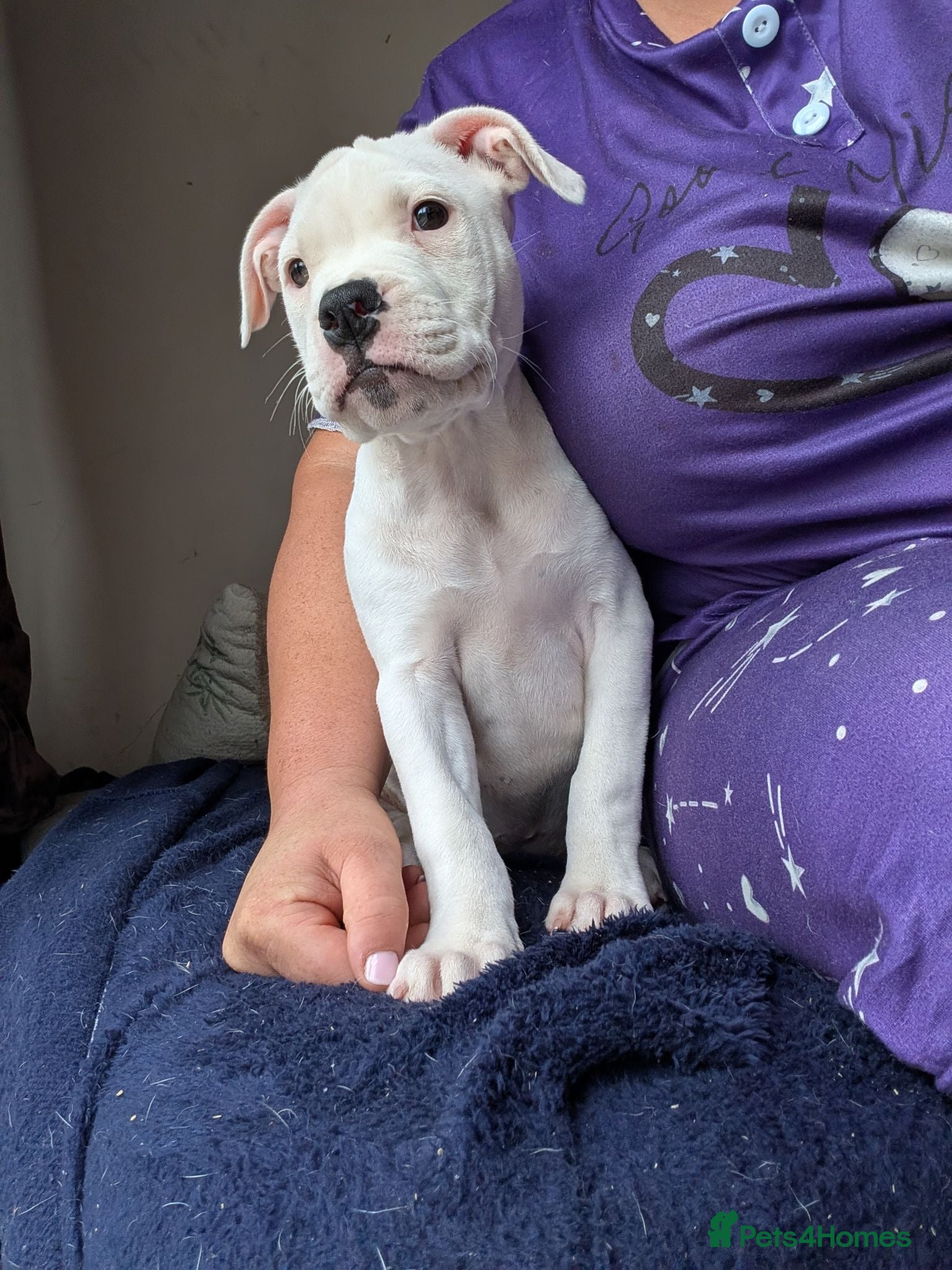 American Bulldog dogs Female American bulldog puppy - Advert 2