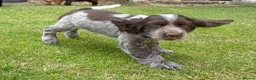 Cocker Spaniel dogs for sale: *Beautiful Litter Of Cockerspaniels* in Carnforth - Advert 4