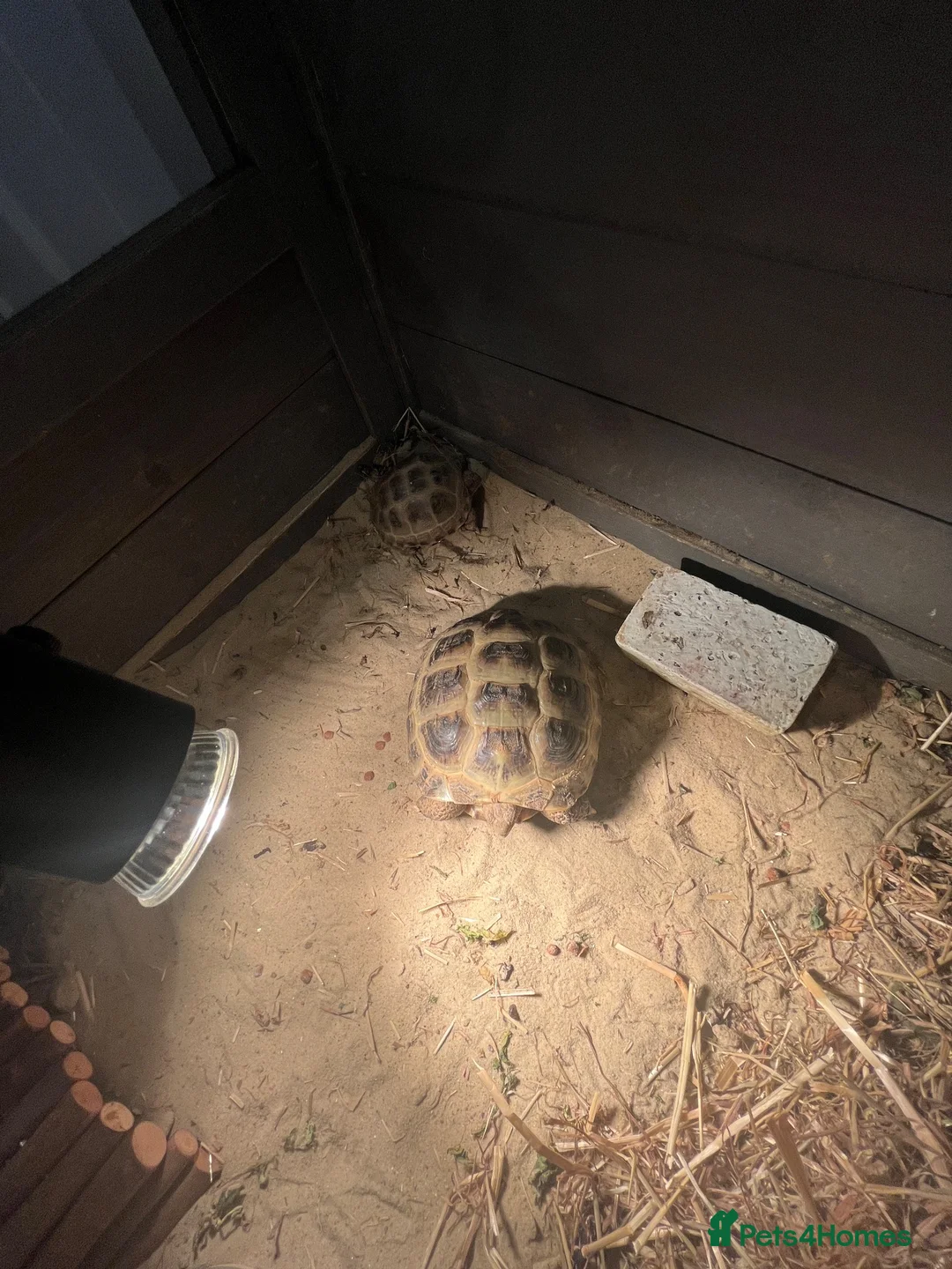 Tortoise reptiles for sale: Two Tortoises for sale in Norwich - Advert 11