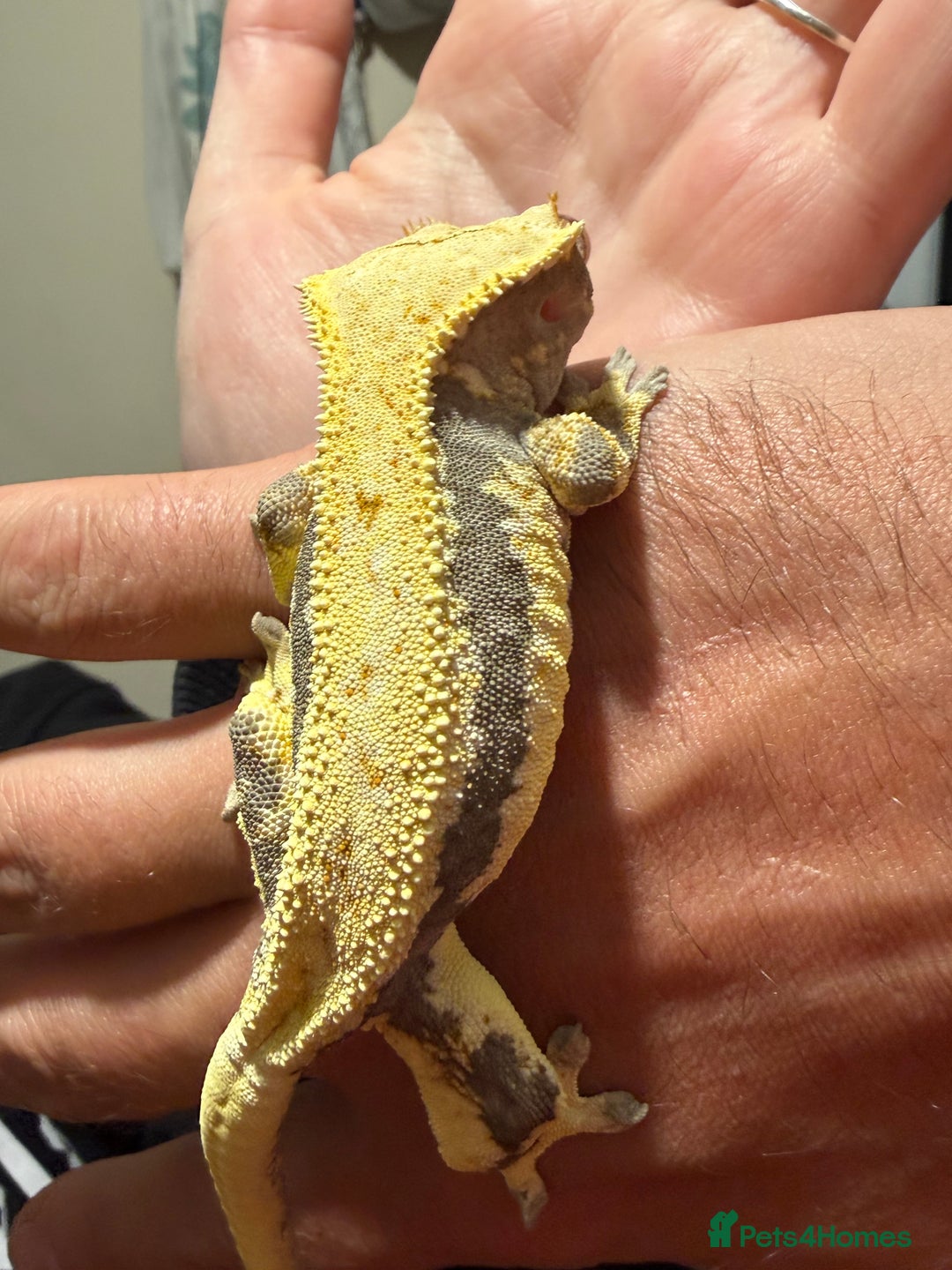 Gecko reptiles for sale: 🔥🔥 Female Lilywhite 🔥🔥🔥 - Advert 9