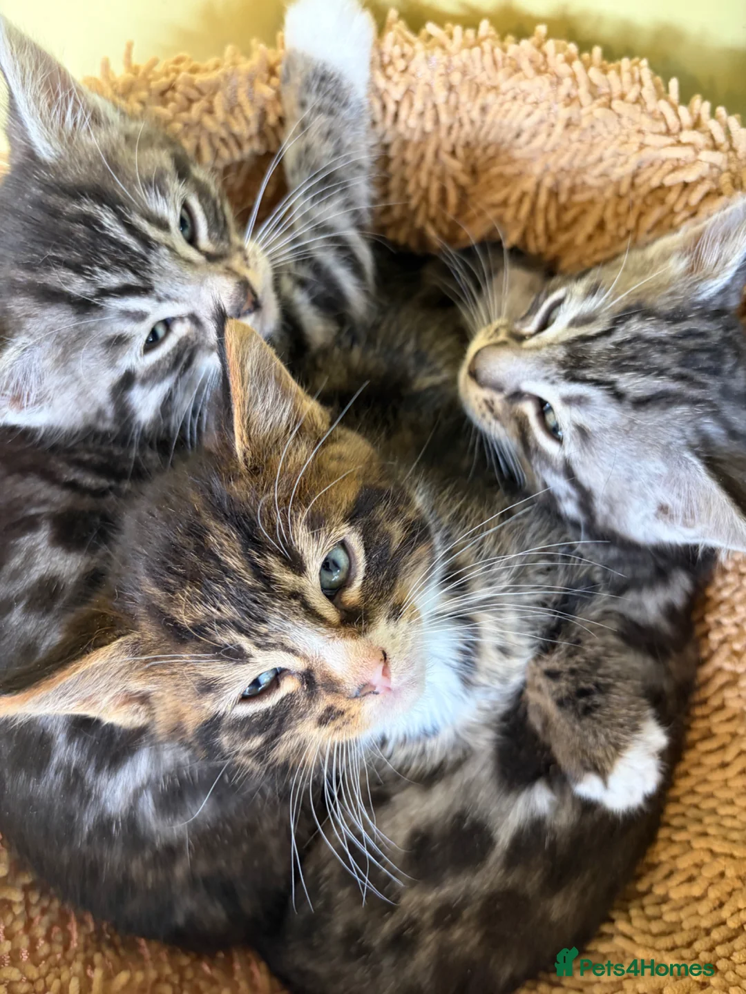 Maine Coon cats for sale: Champion XL Russian Maine coon X GCCF bengal - Advert 2