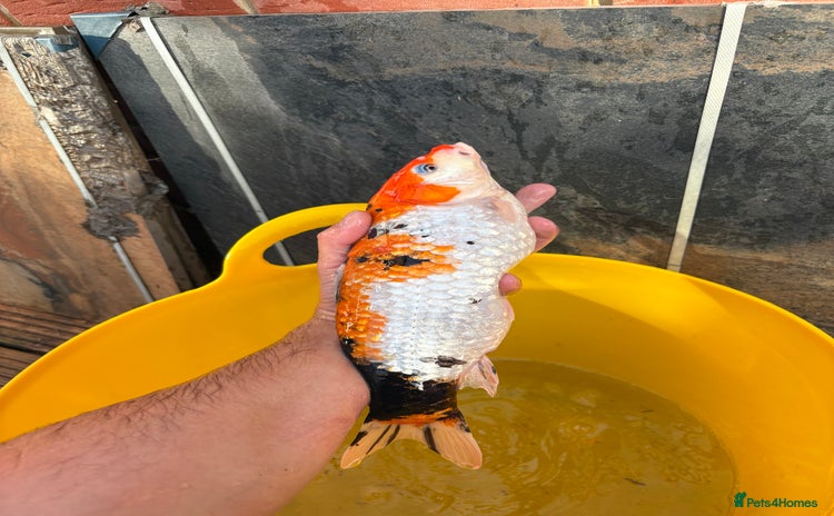 Koi Carp fish - Advert 1