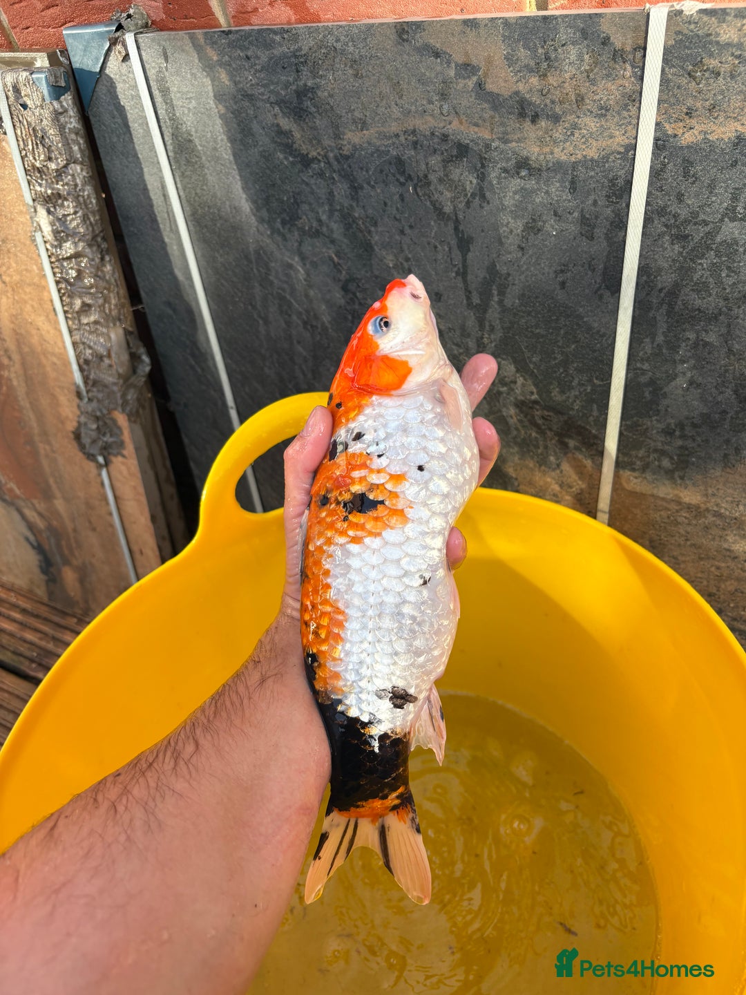 Koi Carp fish for sale: Pond fish carp/koi - Image 1