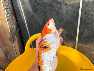 Koi Carp fish - Advert 40