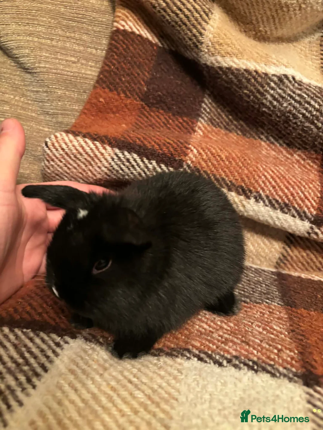 Mini Lop rabbits for sale: Baby Mini Lop rabbits available to loving homes.  - Advert 7