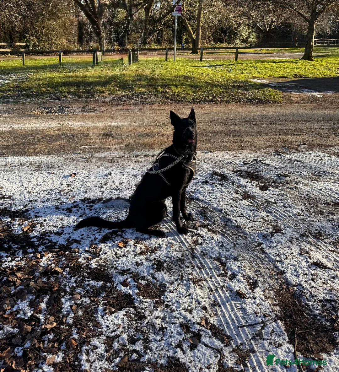 German Shepherd dogs for sale: Female Working line Short haired GSD - Advert 2