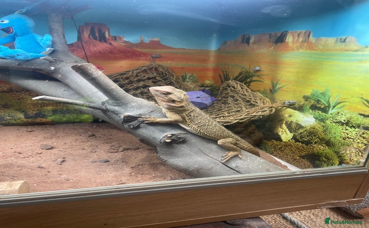 Bearded Dragon reptiles - Advert 8