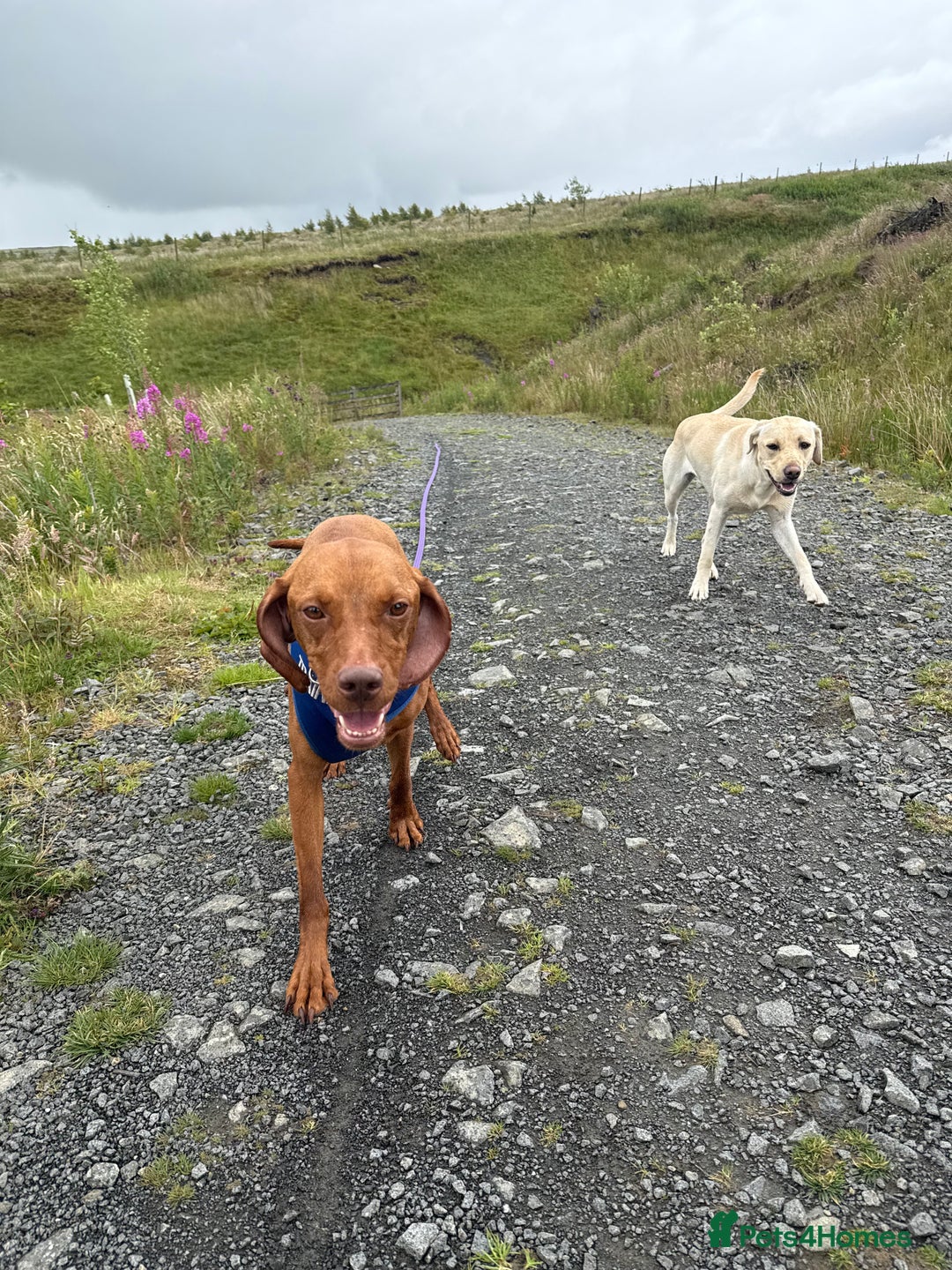 Hungarian Vizsla dogs for sale: Beautiful Nellie needs a family  - Image 5