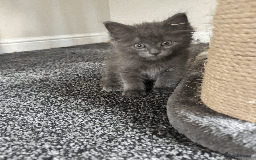Maine Coon cats for sale: Adorable MaineCoon Ragdoll Cross Kittens Ready Now - Image 12