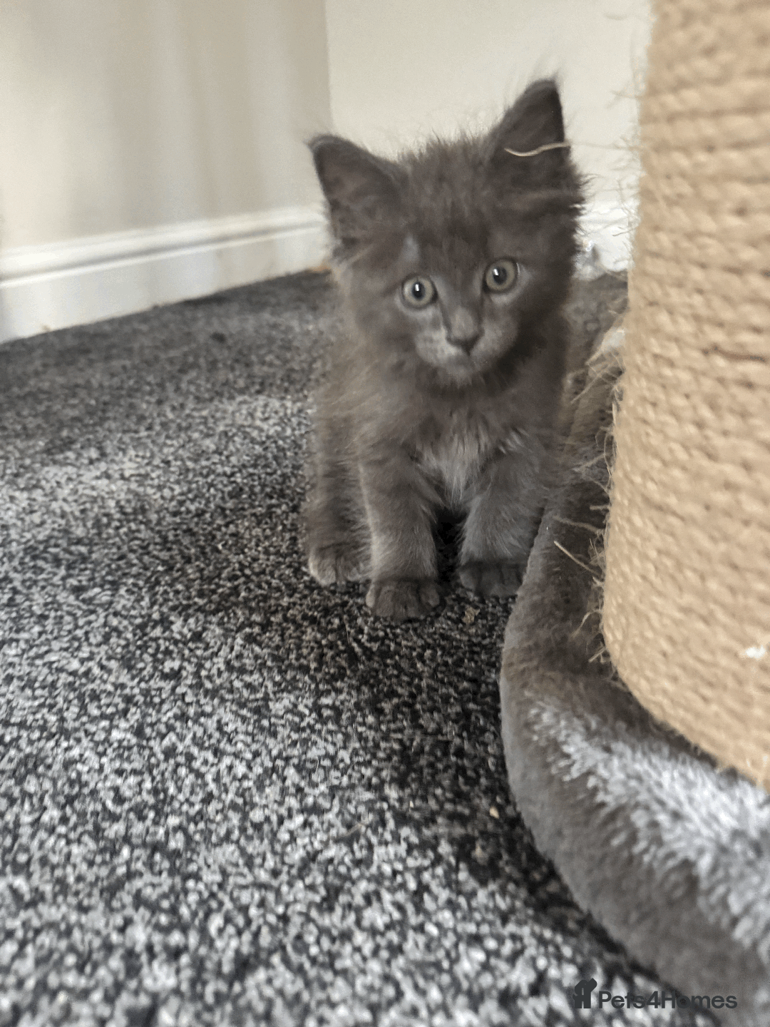 Maine Coon cats for sale: Adorable MaineCoon Ragdoll Cross Kittens Ready Now - Image 12