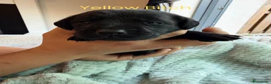 Yellow bitch