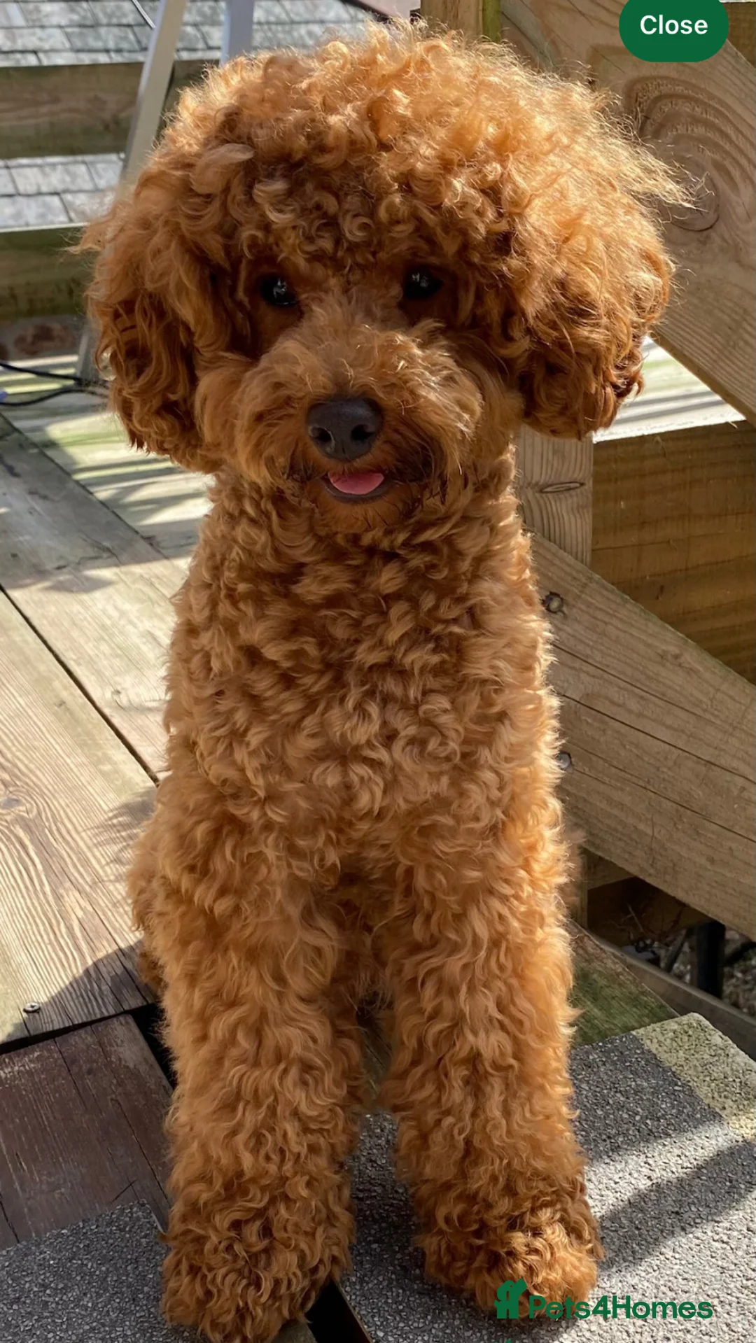 Mixed Breed dogs for sale: Miniature Double Doodles - Advert 15