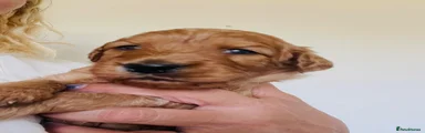 Wilbur 