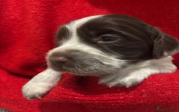 Cocker Spaniel dogs for sale: Cocker Spaniel Puppies - Advert 8